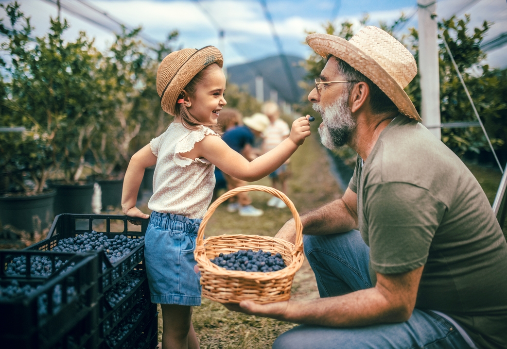 Grandfather and grandchild picking blueberries