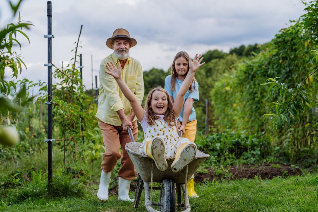 Grandfather and sister pushing child in wheelbarrow