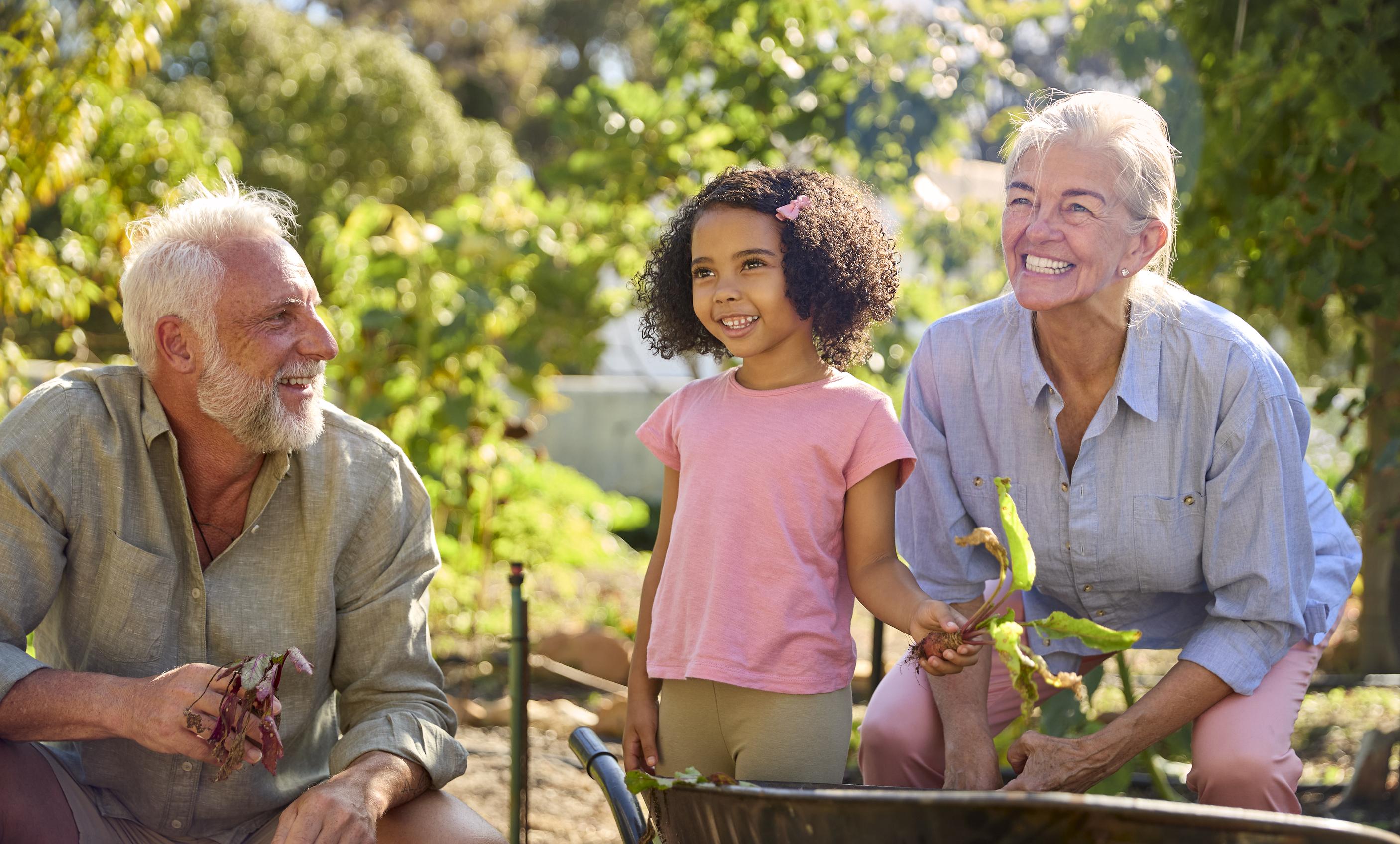 Grandparents and granddaughter gardening together outdoors on sunny day